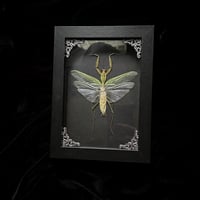 Female Green Mantis - Black