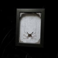 Stygophrynus dammermani Whip Scorpion