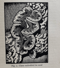 Image 9 of Seashore Life and Pattern (B)