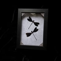 Double Violet Damselflies - Grey