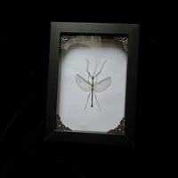 Male Marmessoidea rosea Stick Bug