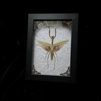 Tenodera Aridifolia Giant Mantis