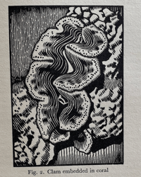 Image 4 of Seashore Life and Pattern (C)