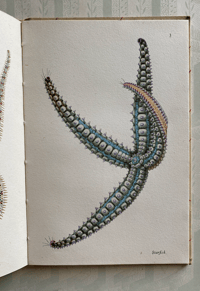 Image 5 of Seashore Life and Pattern (C)