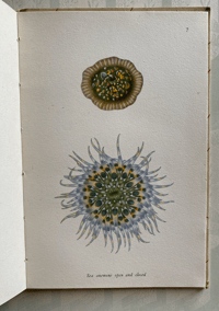 Image 6 of Seashore Life and Pattern (C)