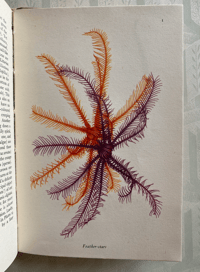 Image 7 of Seashore Life and Pattern (C)