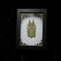 Phyllium Pulchrifolium Green Leaf Bug