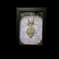 Phyllium celebicum Leaf Bug