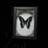 Papilio Nireus Butterfly - Grey Script