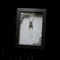 Nemophas bicinctus long horned beetle