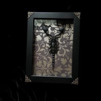 Heterometrus Cyaneus Scorpion - Gold Damask