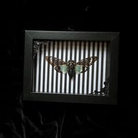 Tosena splendida Cicada - Stripes