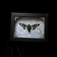 Tosena splendida Cicada - Ghostly Floral