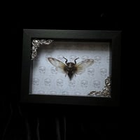  Cryptotympana acuta Cicada - Skulls
