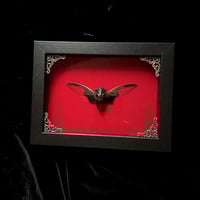 Bat Wing Cicada - Red Velvet