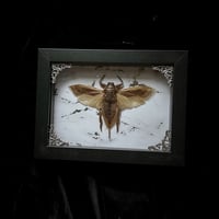 Lethocerus indicus Asian Water Bug