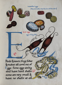 Image 3 of Nature's ABC by Eileen Mayo