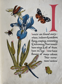 Image 6 of Nature's ABC by Eileen Mayo