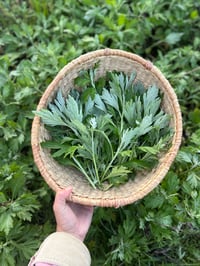 Image 3 of Green Fuse 