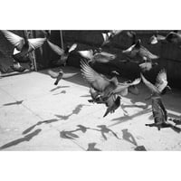 Queensboro Pigeons by Erik Lee Snyder