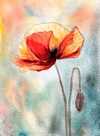 Poppy