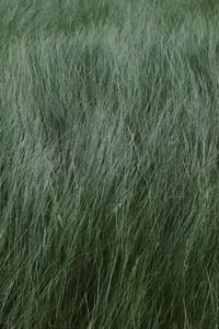 Image 3 of 'Myra' – Giclée-trykk på høykvalitets syrefritt papir