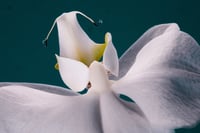 Image 3 of 'Ork' – Giclée-trykk på høykvalitets syrefritt papir