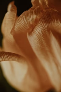 Image 2 of 'Palitun' – Giclée-trykk på høykvalitets syrefritt papir