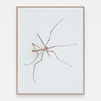 Image 1 of 'Stankel' – Giclée-trykk på høykvalitets syrefritt papir