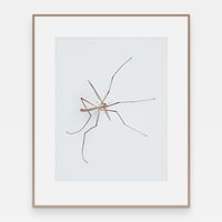 Image 2 of 'Stankel' – Giclée-trykk på høykvalitets syrefritt papir