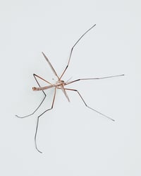 Image 3 of 'Stankel' – Giclée-trykk på høykvalitets syrefritt papir