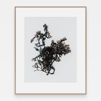 Image 2 of 'Tang En' – Giclée-trykk på høykvalitets syrefritt papir