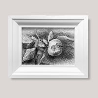 Image 1 of Apple, ink drawing in frame, 13x18 cm, 2023
