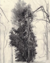 Canadian Tree