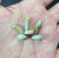 Image 4 of MINI PEEN  