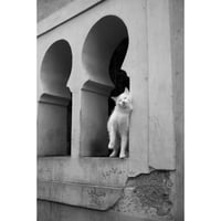 Marrakech Stray by Erik Lee Snyder