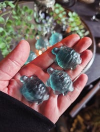 Image 2 of Fluorite turtles 
