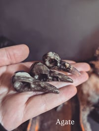 Image 2 of Mini Raven skulls 