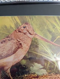 Image 2 of American woodcock print 