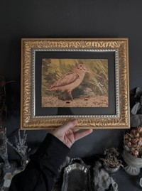 Image 1 of American woodcock print 