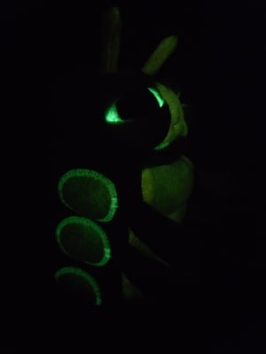 Glow Caterpillar Hatchling! ☆Glows In The Dark!☆ ♡Green n' Yellow!♡