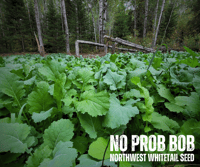 Image 5 of NO PROB BOB