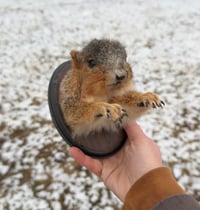 Image 1 of Fox Squirrel Shoulder Mount Taxidermy