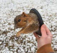 Image 2 of Fox Squirrel Shoulder Mount Taxidermy