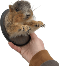 Image 3 of Fox Squirrel Shoulder Mount Taxidermy