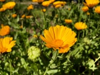 "Resina" Caledula Seeds