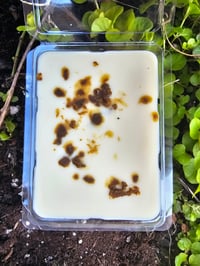 Image 4 of Diggity- A Rockytop Wax Works exclusive custom houseblend fragrance 