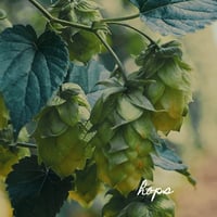 Image 2 of Hops 