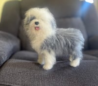 Image 1 of 9” Old English Sheepdog