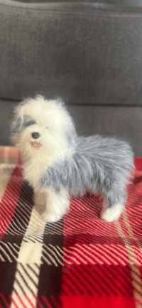 Image 5 of 9” Old English Sheepdog